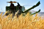 پرداخت بخشی از مطالبات گندم‌کاران