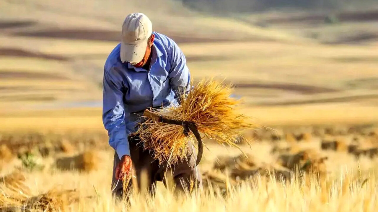 پرداخت جدید مطالبات گندم‌کاران؛ هر کیلو گندم چند تومان تسویه شد؟