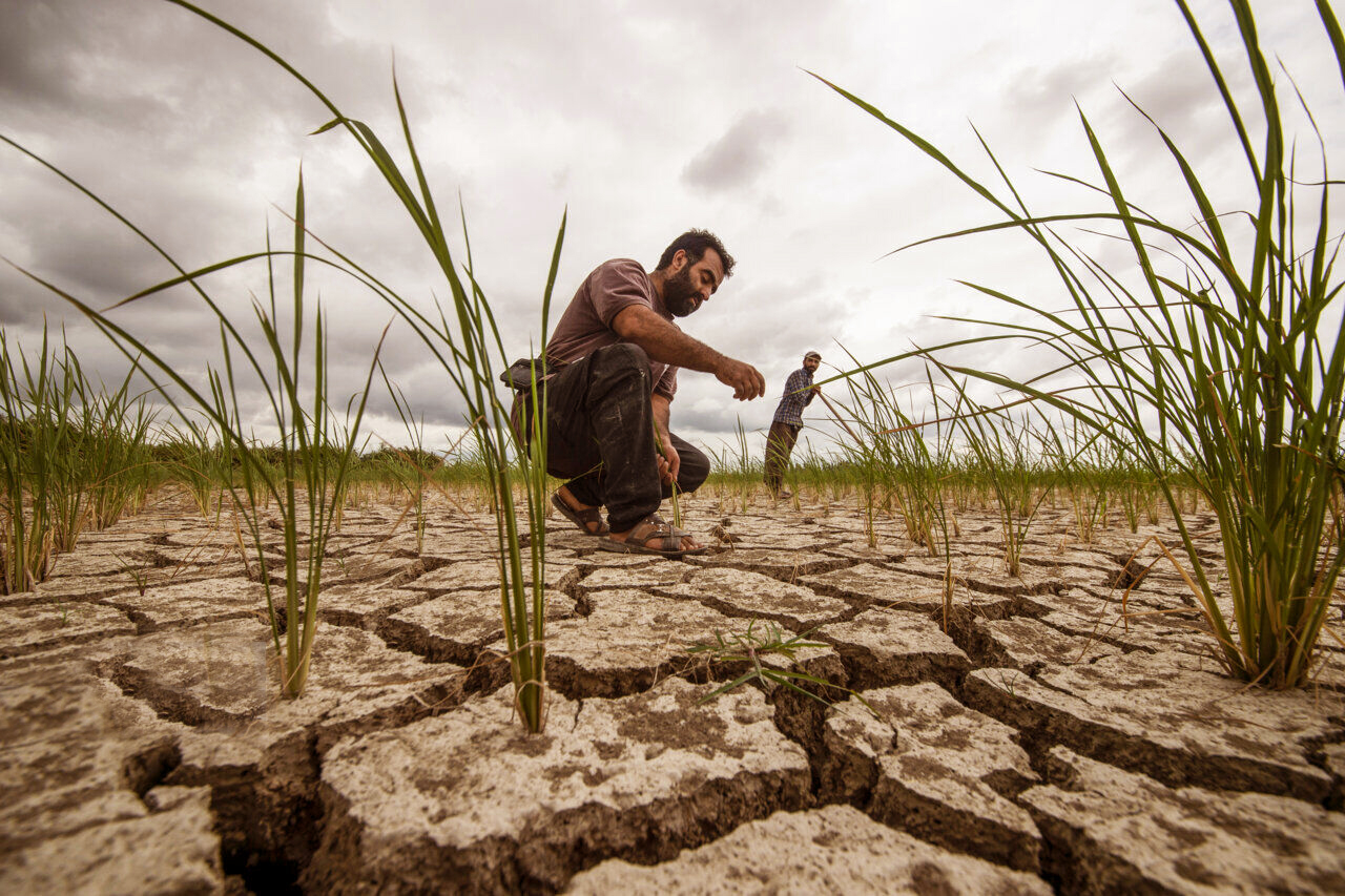معاون مؤسسه تحقیقات کشاورزی عنوان کرد: دانش بومی و فناوری‌های نوین؛ تنها راه نجات کشاورزی