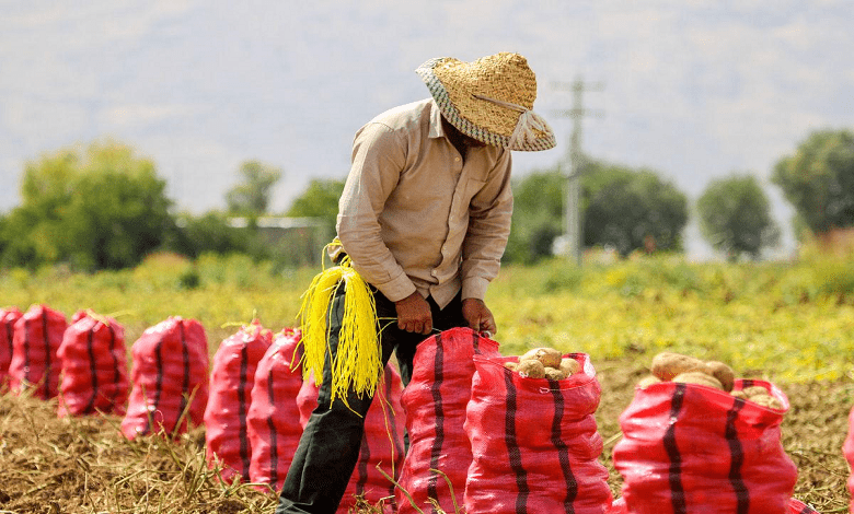 بستر مناسب صادرات در بخش کشاورزی