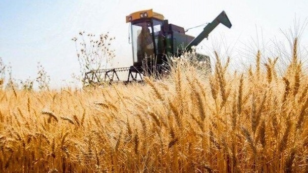پیشنهاد نرخ ۵۲ هزار تومانی برای خرید گندم