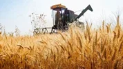پیشنهاد نرخ ۵۲ هزار تومانی برای خرید گندم