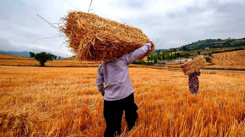 حمایت از کشاورزان؛ شرط استمرار خودکفایی گندم