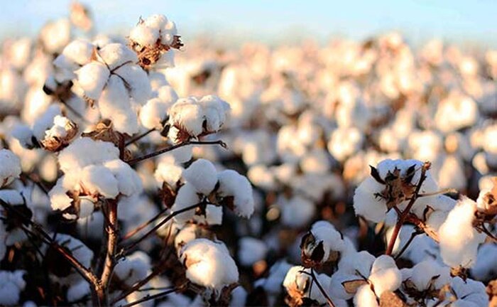 تولید پنبه به ۶۵ هزار تن می‌رسد؛ ایران در مسیر خودکفایی؟