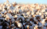 تولید پنبه به ۶۵ هزار تن می‌رسد؛ ایران در مسیر خودکفایی؟