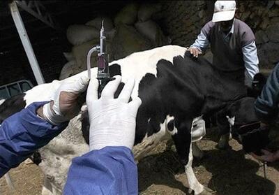 واردات ۵.۳ میلیون دُز واکسن تب برفکی برای مهار سویه جدید