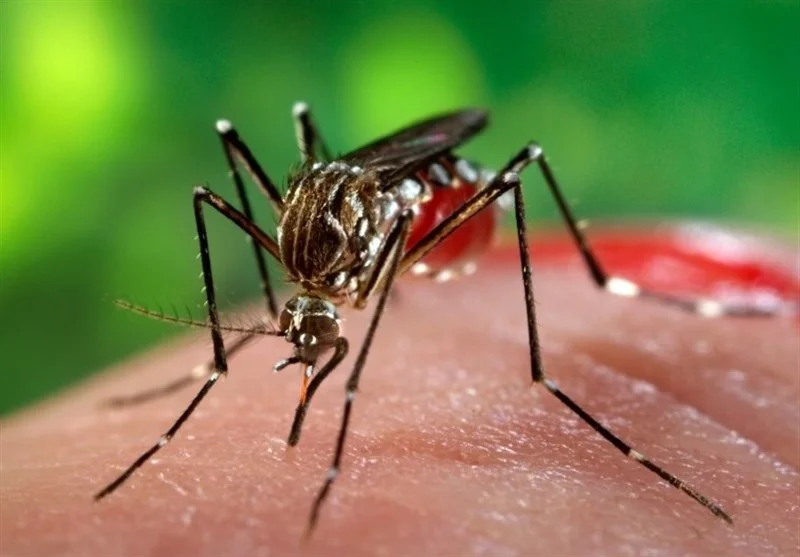 ۱۱۲۷ مورد ابتلا به تب دنگی در ۱۴۰۳؛ یک فوتی گزارش شد
