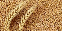 قیمت خرید تضمینی گندم برای سال زراعی ۱۴۰۴-۱۴۰۵ اعلام شد