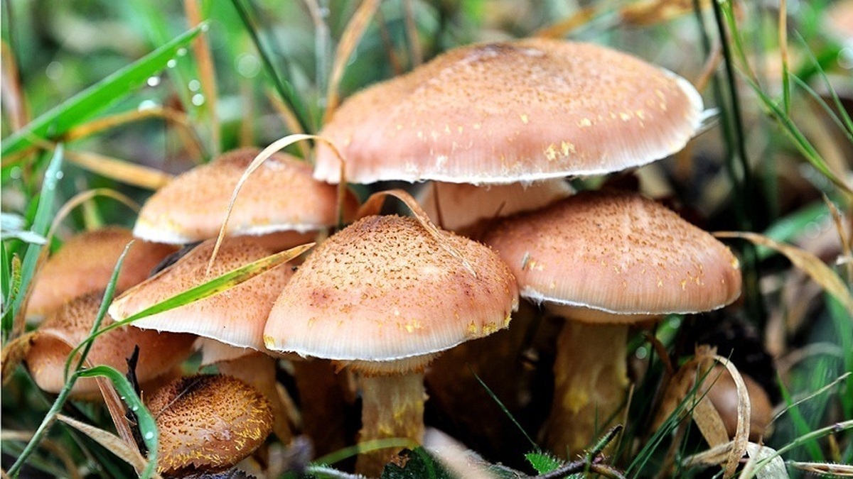 فصل بهار و افزایش مسمومیت با قارچ سمی