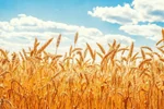 خرید تضمینی گندم بین ۴۷۵۰۰ تا ۴۹۵۰۰ تومان تعیین شد