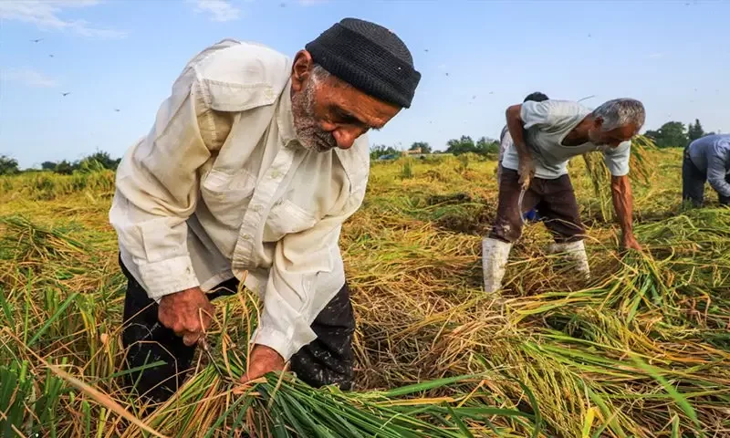 سهم ناچیز کشاورز از منافع کشاورزی