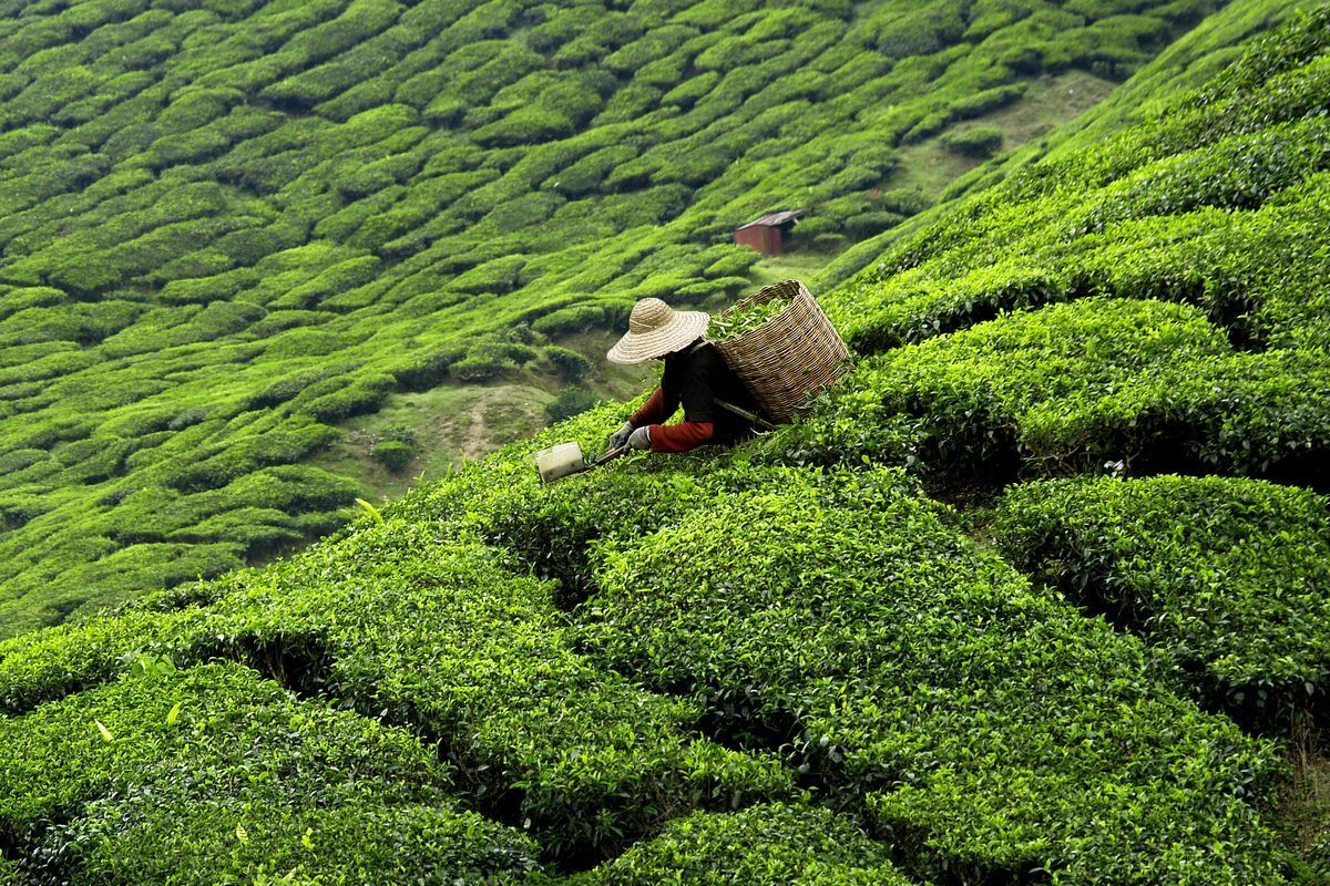 رشد ۴۸ درصدی صادرات چای ایرانی
