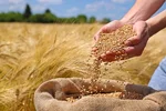 تسویۀ 86 درصد مطالبات گندمکاران