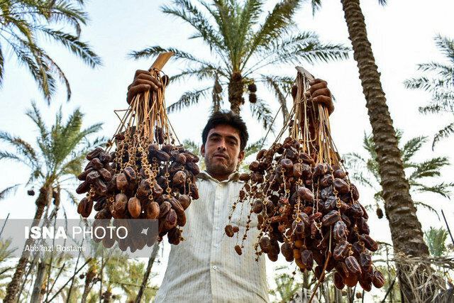 ایران دومین تولیدکننده خرما در جهان