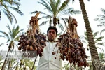 ایران دومین تولیدکننده خرما در جهان