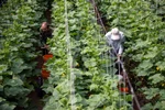 سهم بخش کشاورزی از تسهیلات