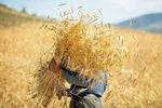 تسویه مطالبات گندمکاران تا پایان هفته