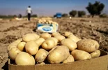 ممنوعیت صادرات سیب‌زمینی تا پایان ۱۴۰۵