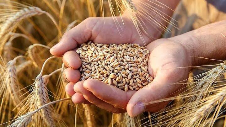 پیش‌بینی تولید ۱۴ میلیون تنی گندم