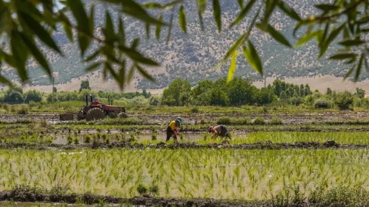 افزایش سطح کشت و تولید برنج