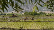 افزایش سطح کشت و تولید برنج