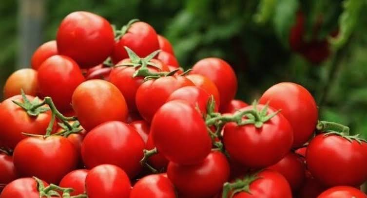 ممنوعیت صادرات گوجه فرنگی و پیاز رفع شد