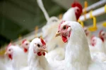ارائه تسهیلات نقدی به تولیدکنندگان دام و طیور خرد از امروز